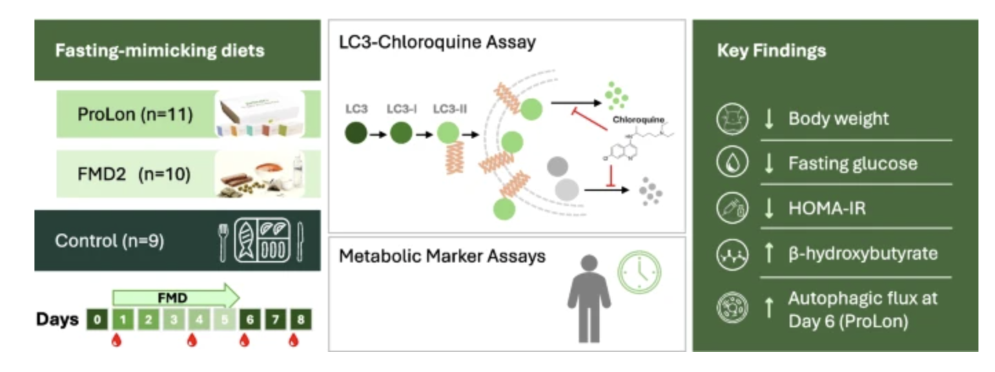 We Finally Have Human Proof: Fasting Actually Activates Your Cellular Cleanup Crew